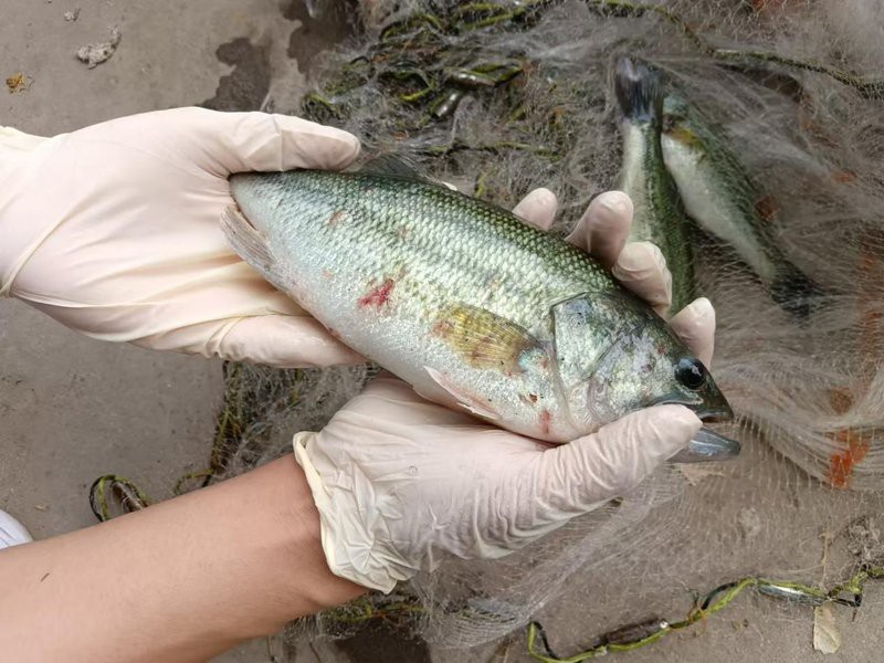 如何判斷龍魚(yú)是否自然死亡？，判斷龍魚(yú)是否自然死亡需綜合多方面因素觀察其體狀態(tài)