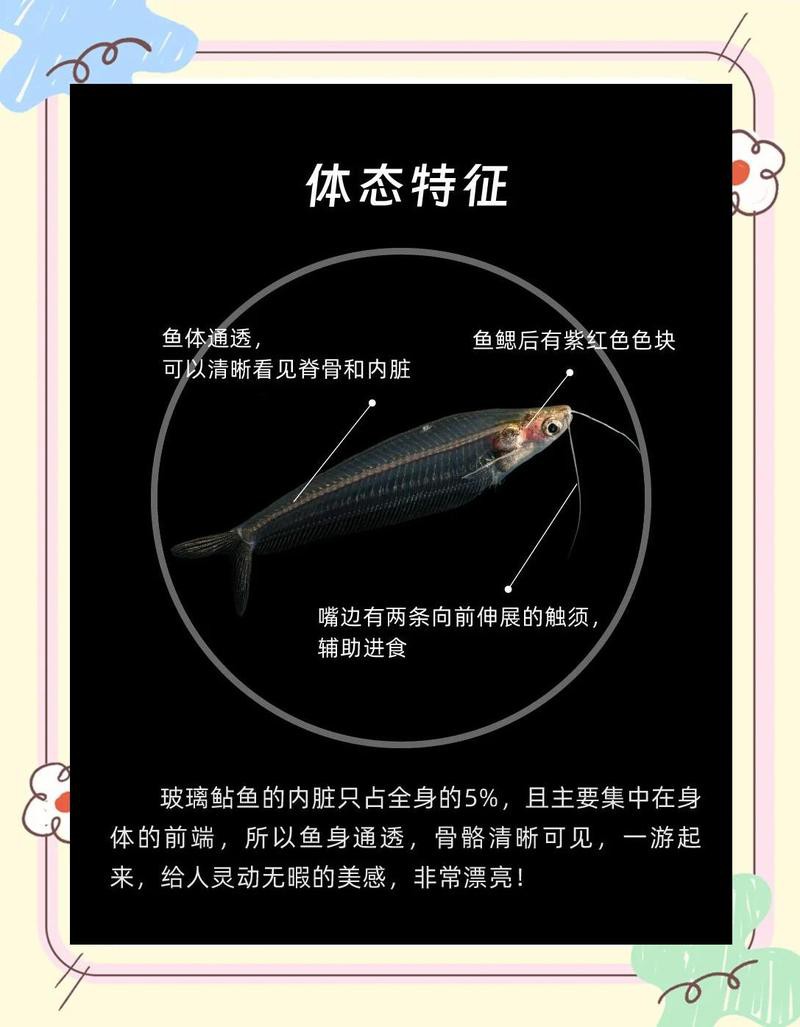 什么魚被稱為幽靈魚， 什么魚被稱為幽靈魚，\