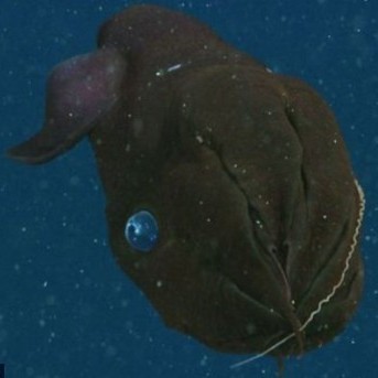 什么魚被稱為幽靈魚， 什么魚被稱為幽靈魚，\