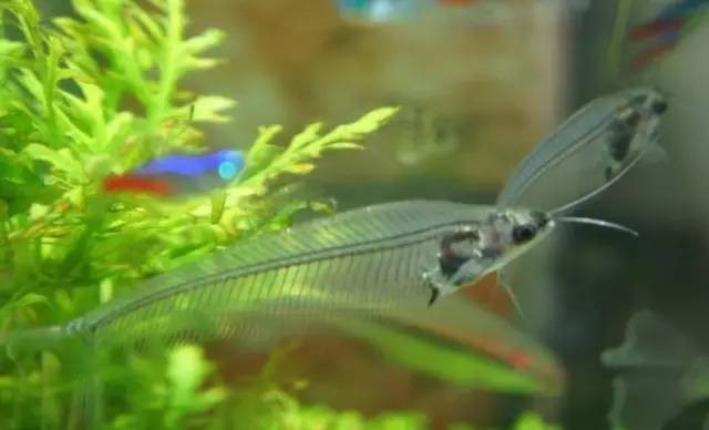 什么魚被稱為幽靈魚， 什么魚被稱為幽靈魚，\