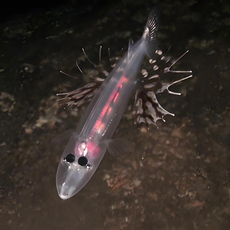 什么魚被稱為幽靈魚， 什么魚被稱為幽靈魚，\