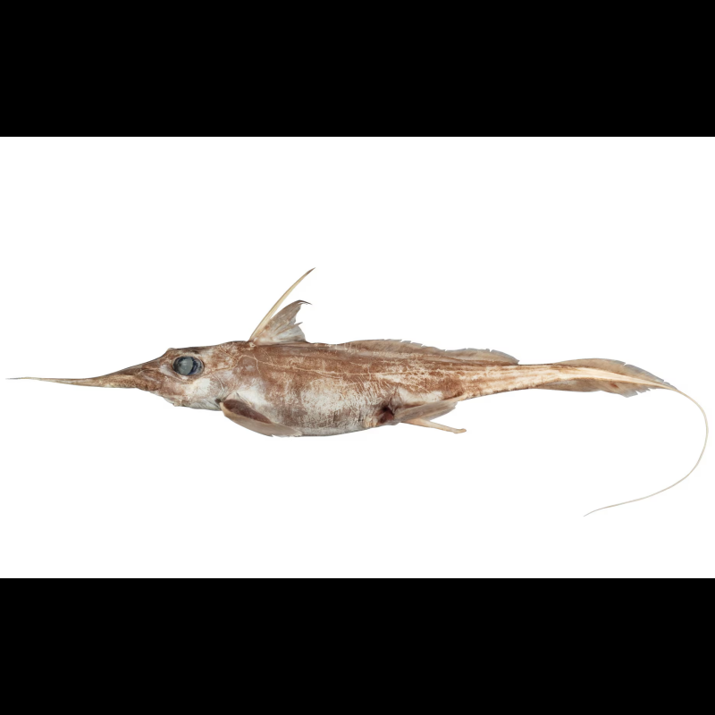 什么魚被稱為幽靈魚， 什么魚被稱為幽靈魚，\