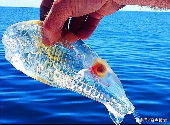 什么魚被稱為幽靈魚， 什么魚被稱為幽靈魚，\