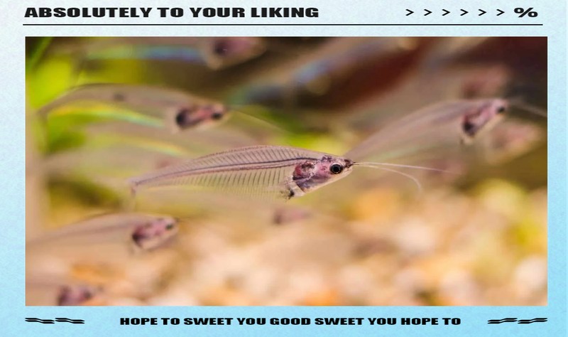 什么魚被稱為幽靈魚， 什么魚被稱為幽靈魚，\