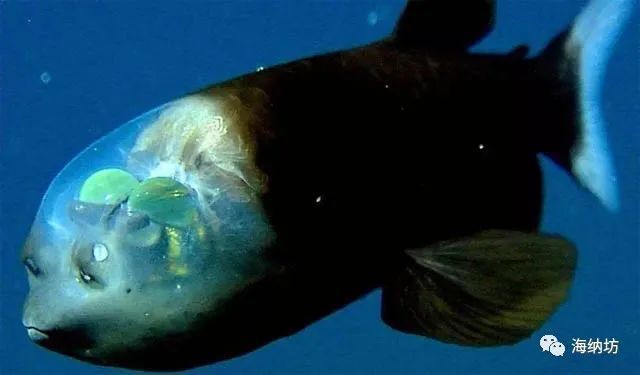 什么魚被稱為幽靈魚， 什么魚被稱為幽靈魚，\