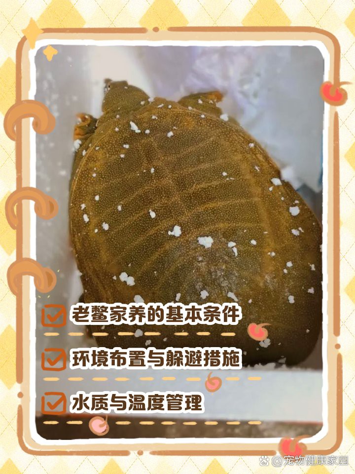 養鱉可以鎮宅嗎，\