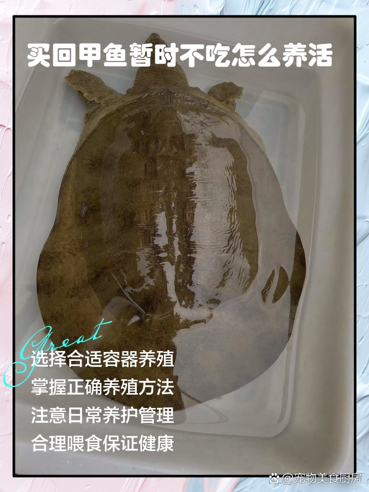 養鱉可以鎮宅嗎，\