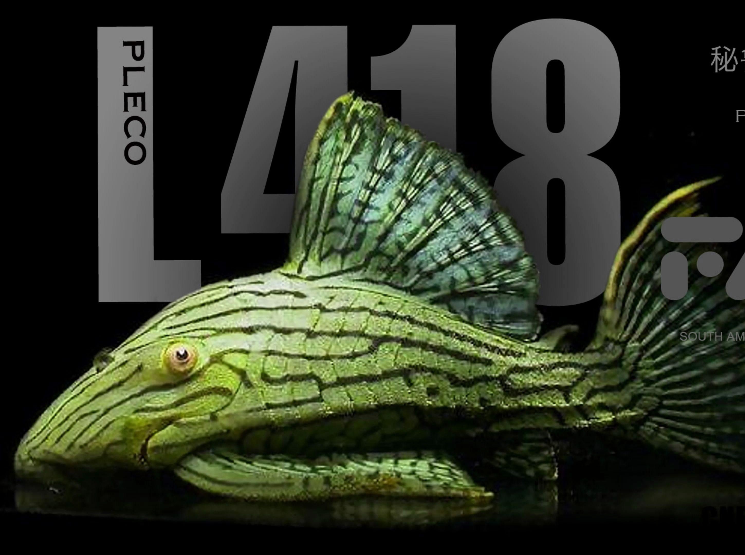 綠皮皇冠豹最經(jīng)典三個品種，秘魯綠皮皇冠豹最經(jīng)典的三個品種，網(wǎng)友：換個好皮囊