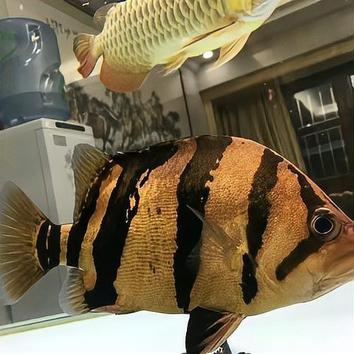 什么魚能讓虎魚變明，\