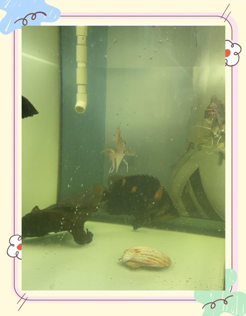 什么魚能讓虎魚變明，\