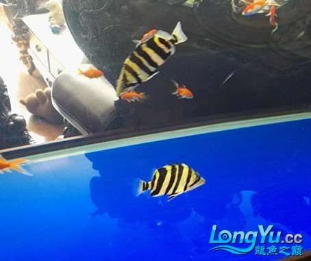 什么魚能讓虎魚變明，\