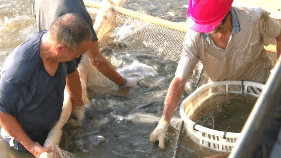瀘縣水族店，四川瀘縣有哪些知名的水族店