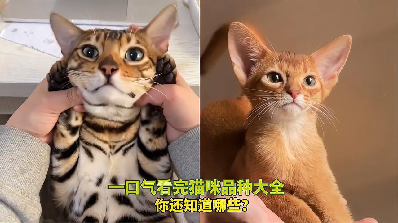 貓的品種大全，貓咪品種大揭秘