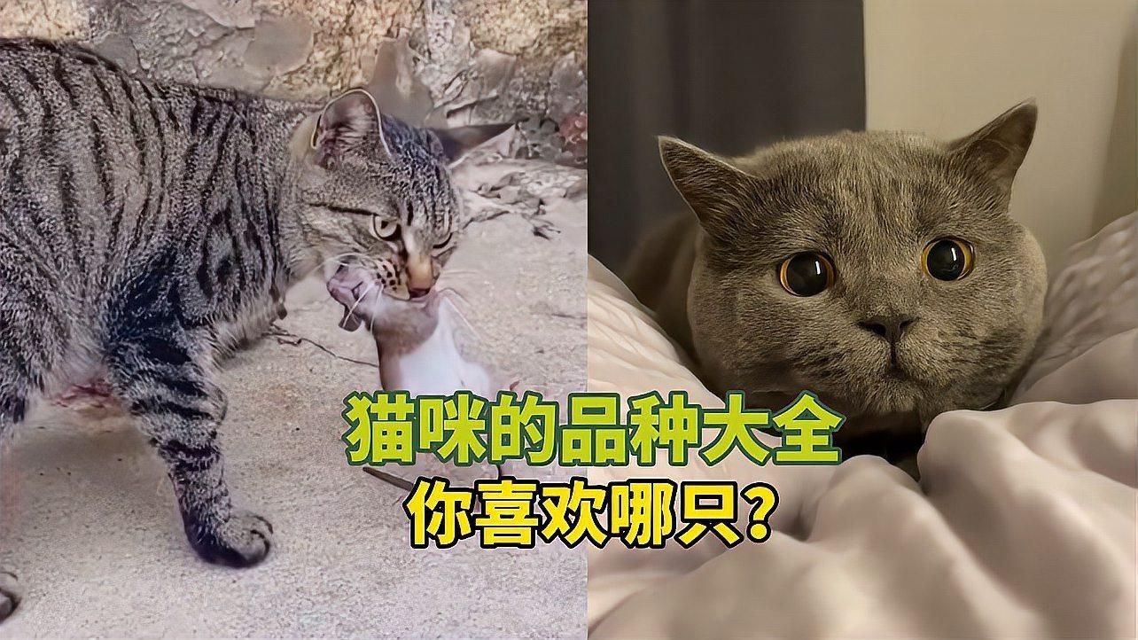 貓的品種大全，貓咪品種大揭秘