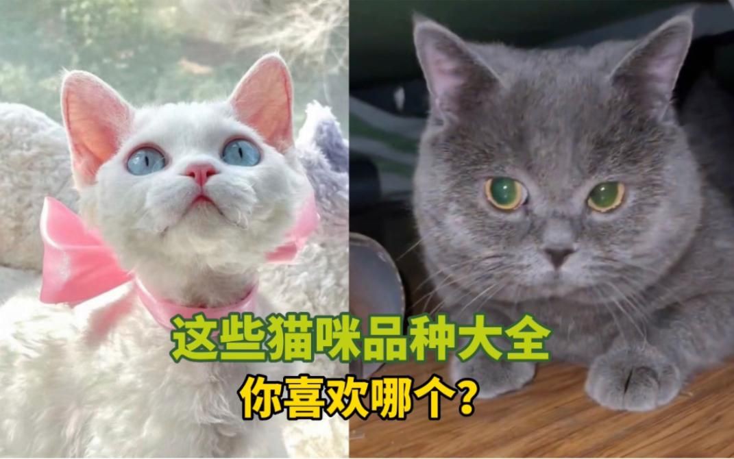 貓的品種大全，貓咪品種大揭秘