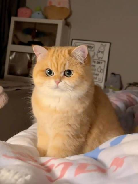 貓的品種大全，貓咪品種大揭秘