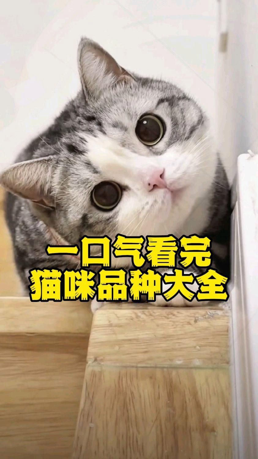 貓的品種大全，貓咪品種大揭秘