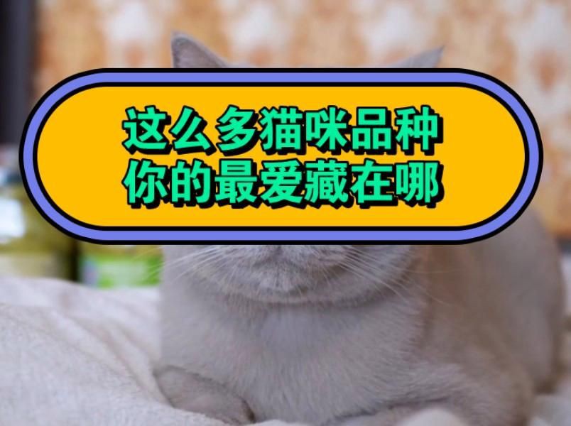 貓的品種大全，貓咪品種大揭秘