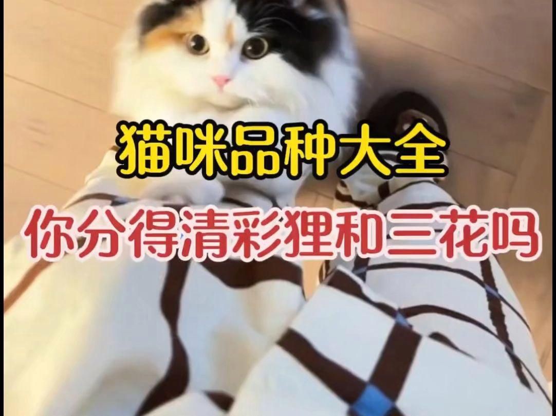 貓的品種大全，貓咪品種大揭秘