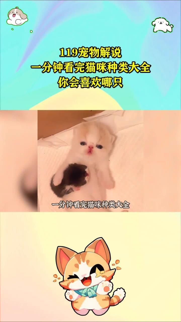 貓的品種大全，貓咪品種大揭秘