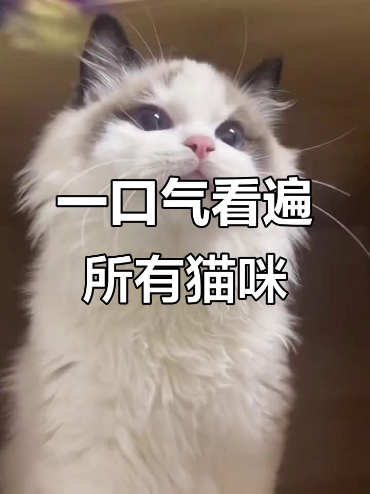 貓的品種大全，貓咪品種大揭秘