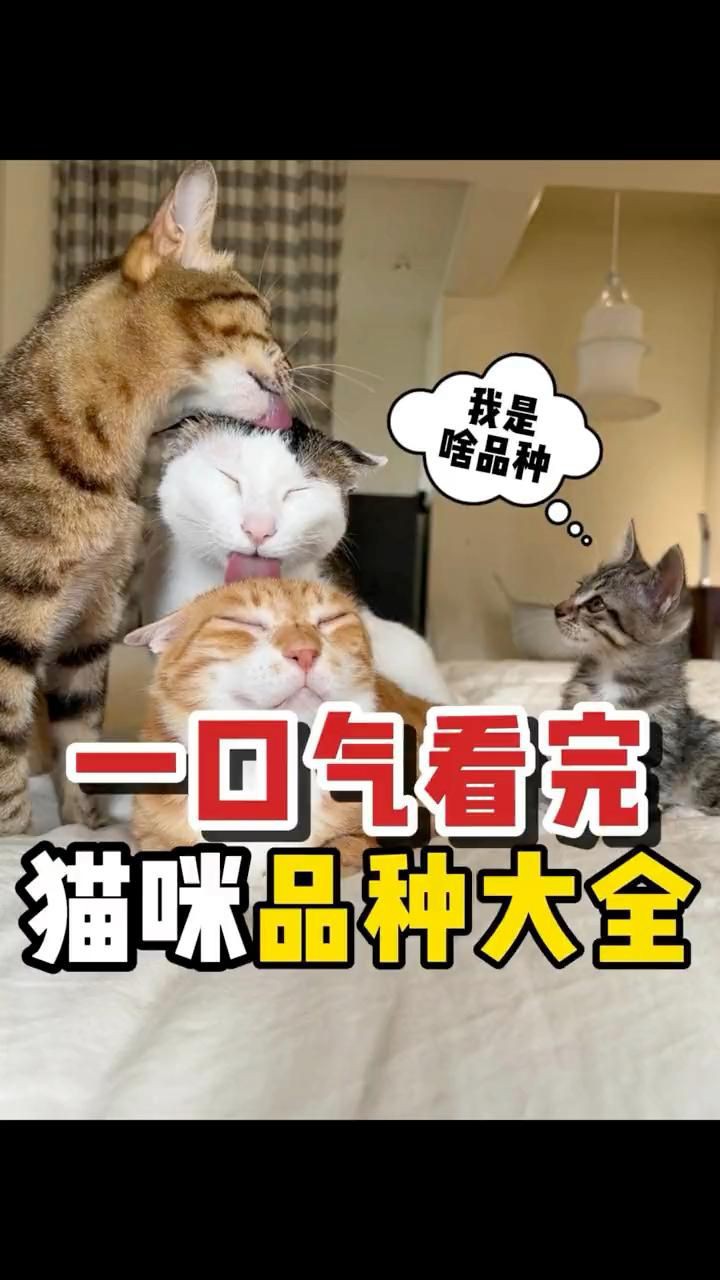貓的品種大全，貓咪品種大揭秘