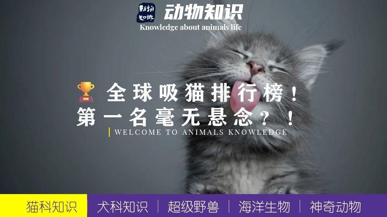 貓的品種大全，貓咪品種大揭秘