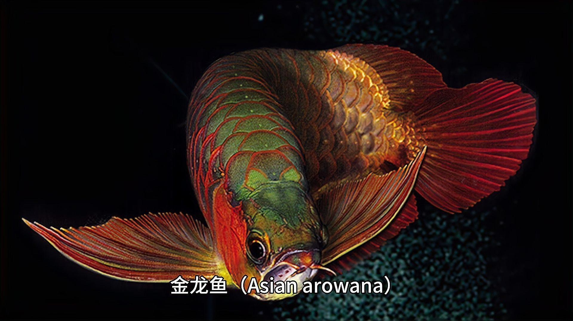 如何保證金頭金龍魚發色？，保證金頭金龍魚發色的實用方法，金龍魚發色技巧分享