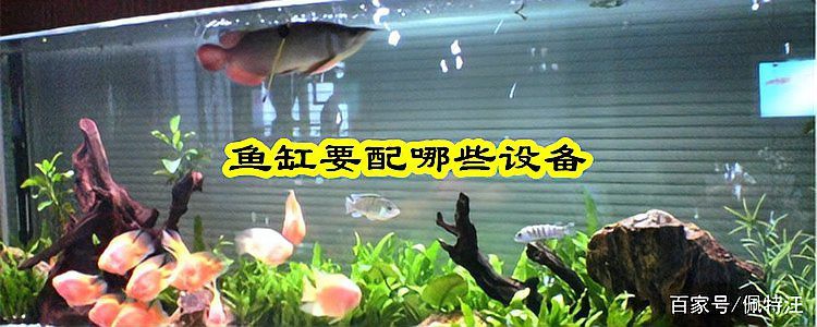 40缸養龍魚需要哪些特殊設備？，40缸養龍魚所需特殊設備