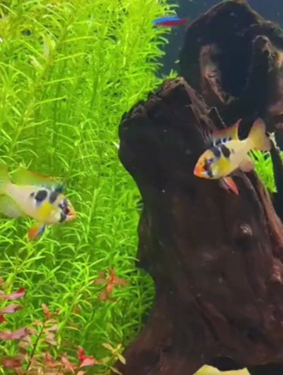 如何預防龍魚魚鰭充血？，怎么應對觀賞魚魚鰭充血