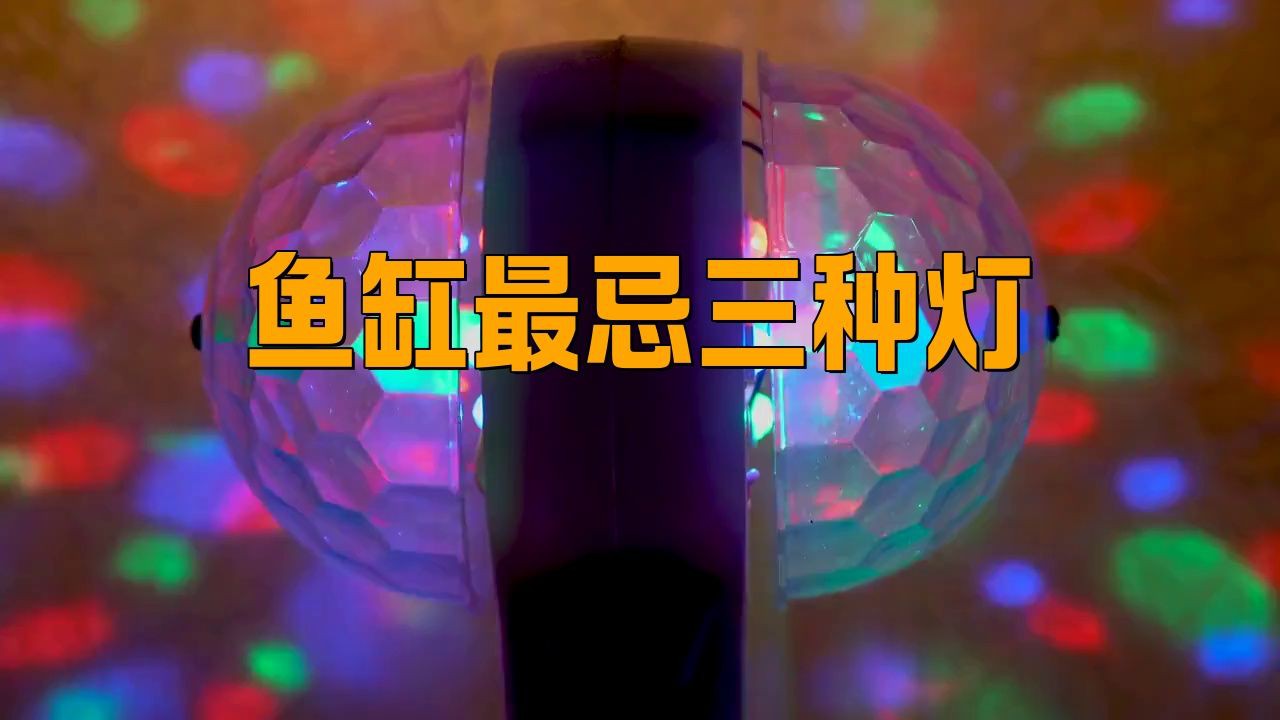 紅龍魚最忌三種燈，《紅龍魚最忌三種燈》