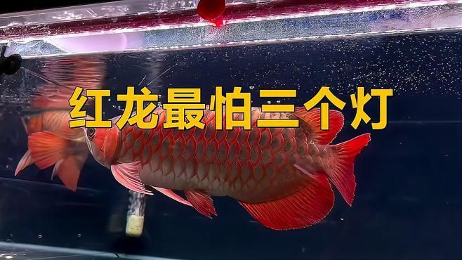 紅龍魚最忌三種燈，《紅龍魚最忌三種燈》