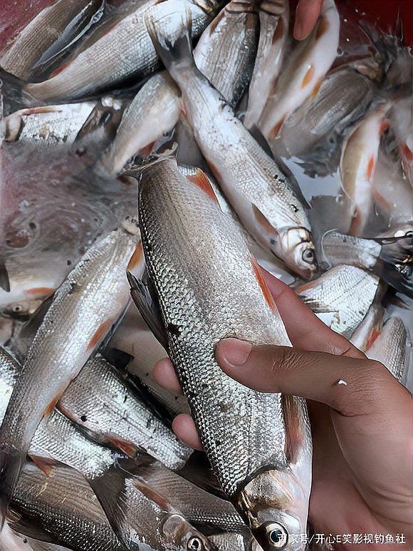 紅尾鲴魚為何不建議吃，紅尾鲴魚有哪些烹飪方法