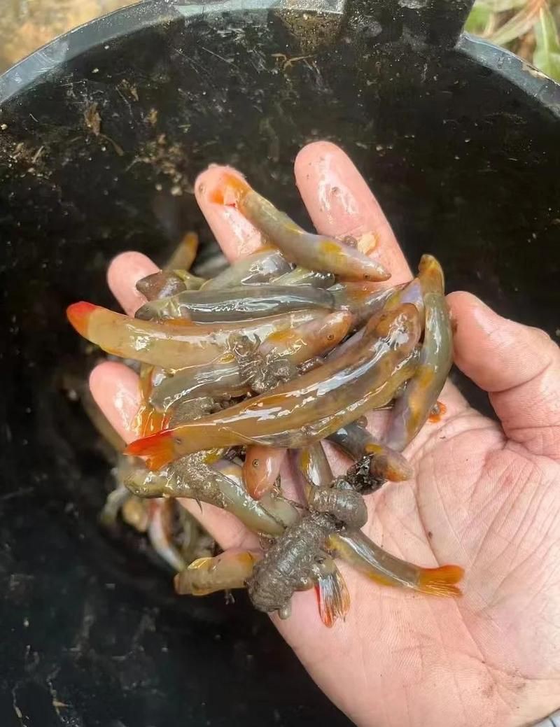 紅尾鲴魚為何不建議吃，紅尾鲴魚有哪些烹飪方法