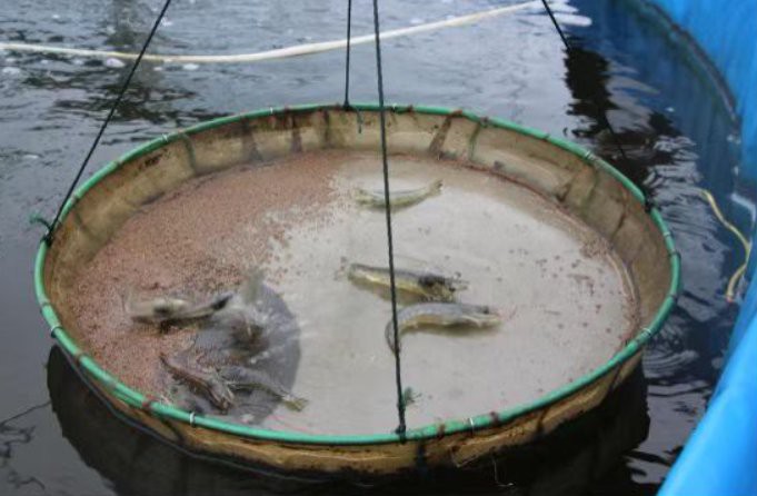 蘭州龍魚店，蘭州龍吟軒龍魚俱樂部中心專賣店已注銷顯示行業存在動態調整