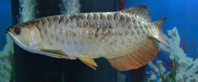 如何判斷龍魚鱗黑是否細菌感染？，如何判斷龍魚鱗黑是否由細菌感染所致