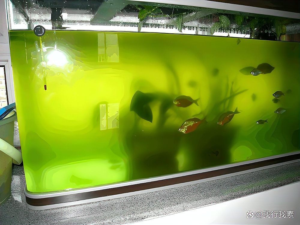 銅仁魚缸維護，銅仁地區(qū)的魚缸維護全攻略老玩家教你四步搶救+三維管理
