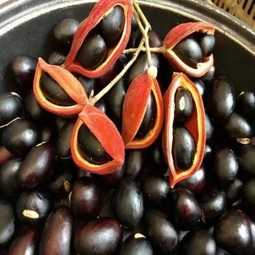 鳳眼果又叫什么名字，鳳眼果在廣東叫什么