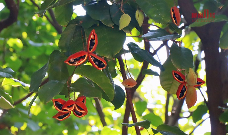 鳳眼果又叫什么名字，鳳眼果在廣東叫什么
