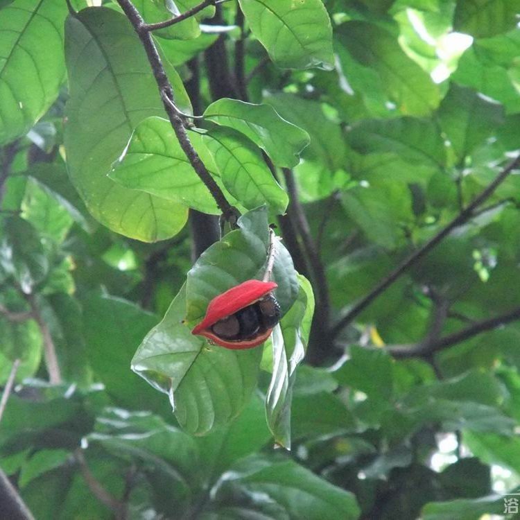 鳳眼果又叫什么名字，鳳眼果在廣東叫什么