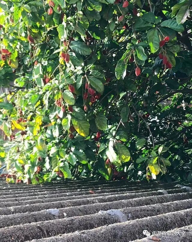 鳳眼果又叫什么名字，鳳眼果在廣東叫什么