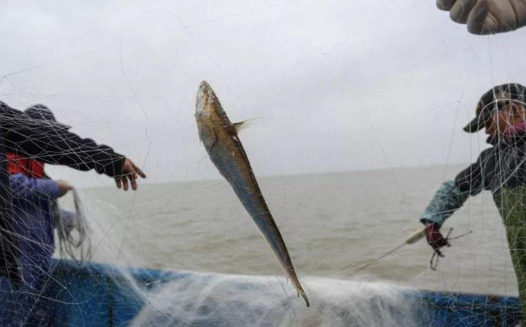 刀魚為什么養殖不了，《刀魚為什么養殖不了》刀魚為什么養殖不了刀魚