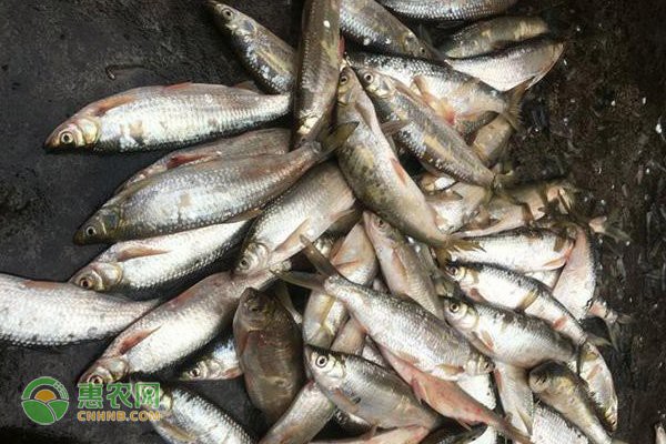 刀魚為什么養殖不了，《刀魚為什么養殖不了》刀魚為什么養殖不了刀魚