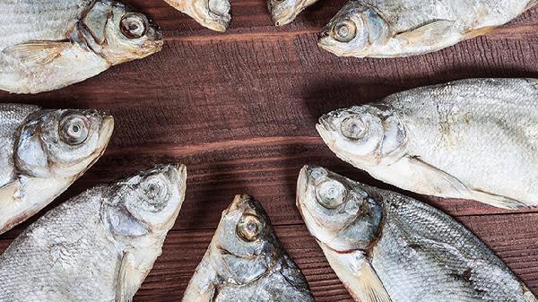 刀魚為什么養殖不了，《刀魚為什么養殖不了》刀魚為什么養殖不了刀魚