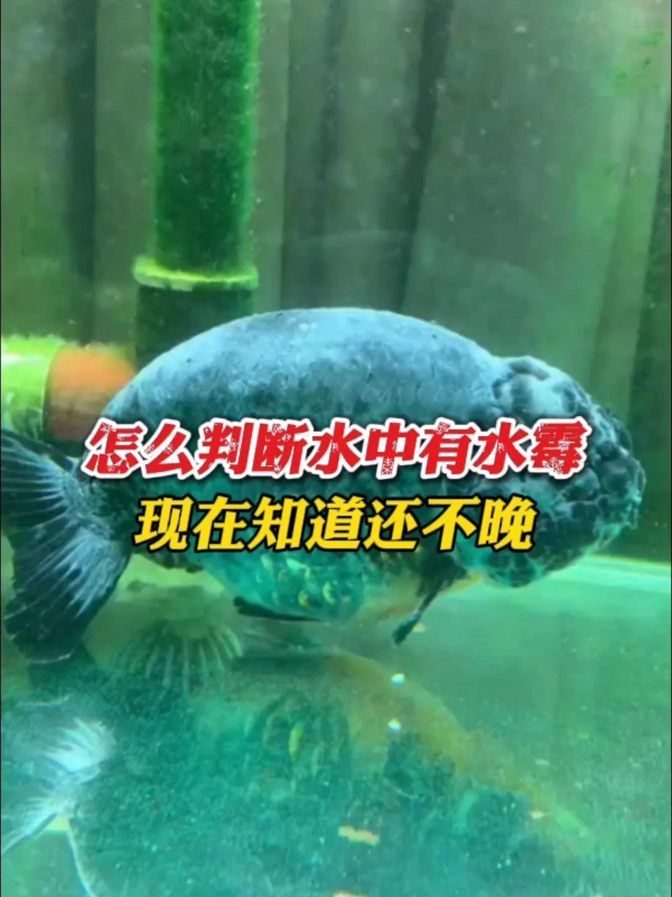 如何早期發現龍魚感染水霉病？，小魚玩水族帝龍漁業丨龍魚水霉病防治全攻略