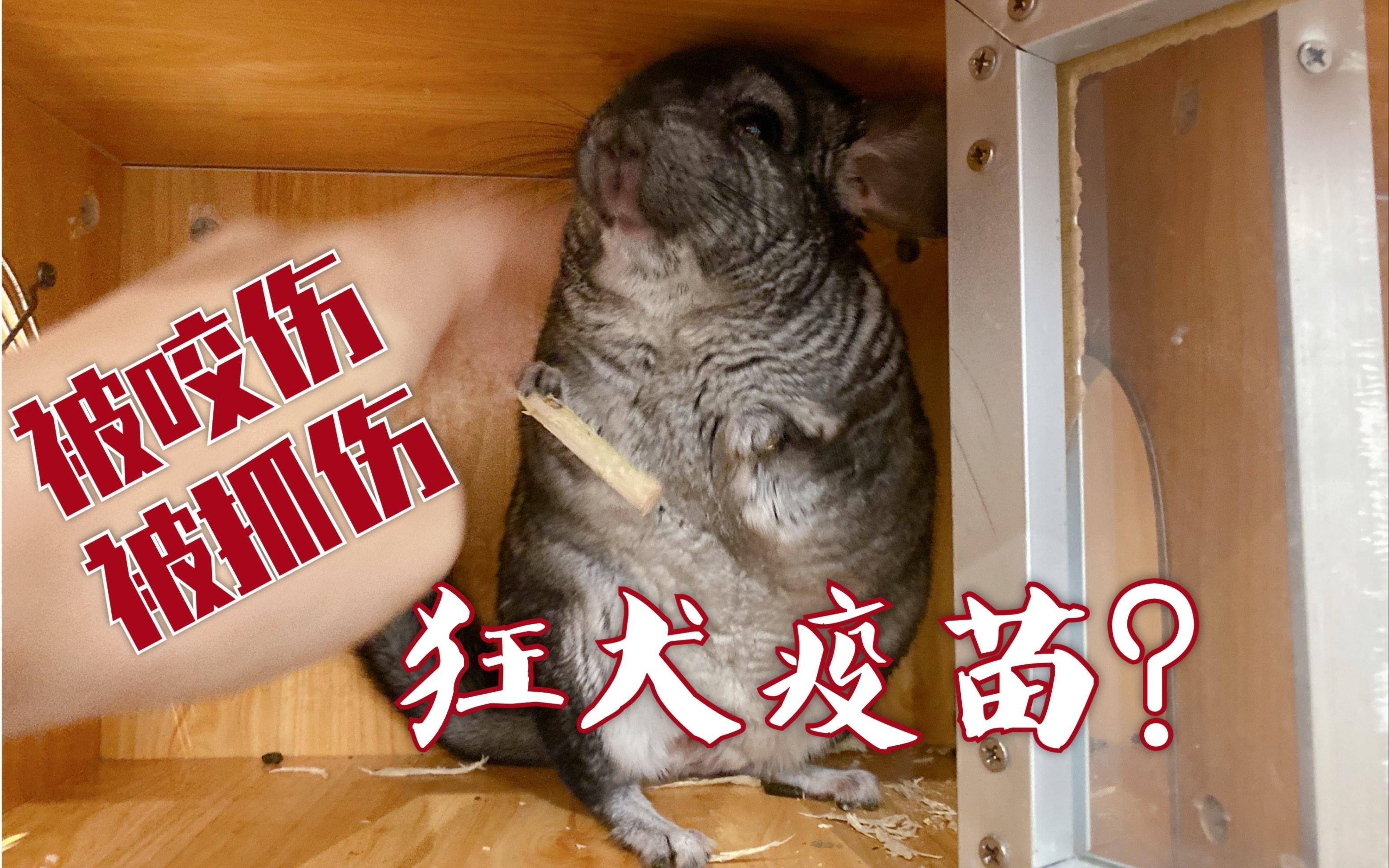 如何預防龍貓攜帶的病毒傳播？，如何預防龍貓攜帶病毒傳播