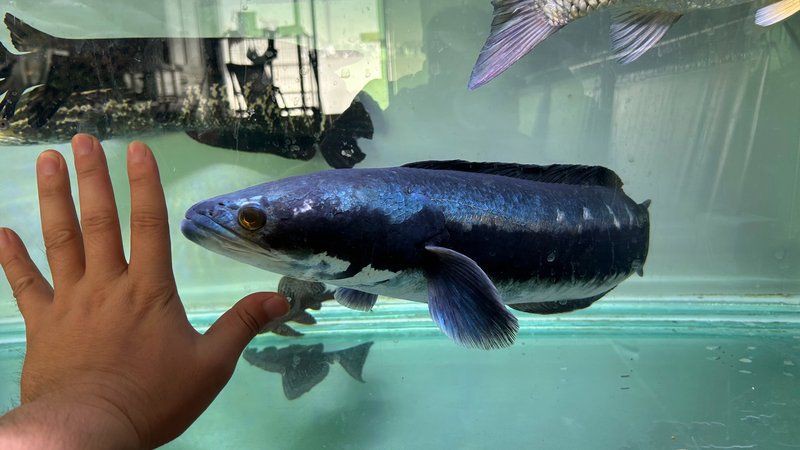 猛魚大混養，《猛魚大混養》