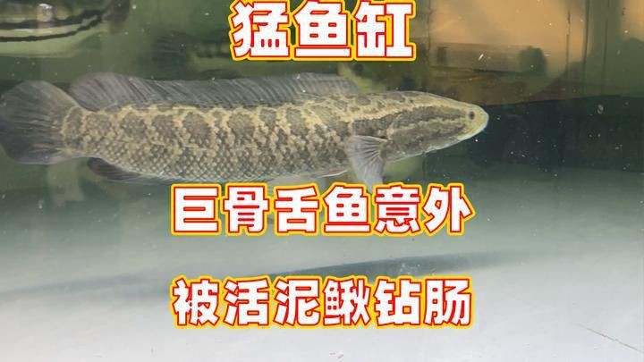猛魚大混養，《猛魚大混養》