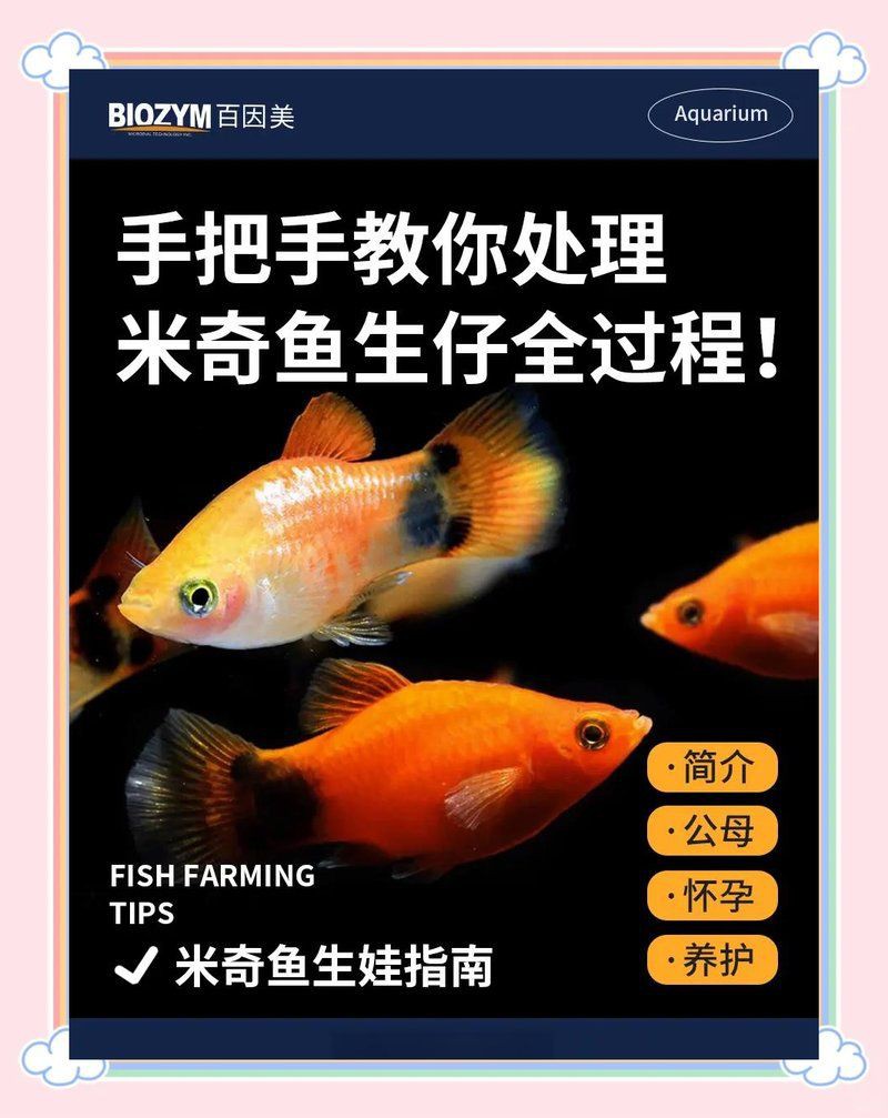 米奇魚生小魚要警惕了，米奇魚多久繁殖一次