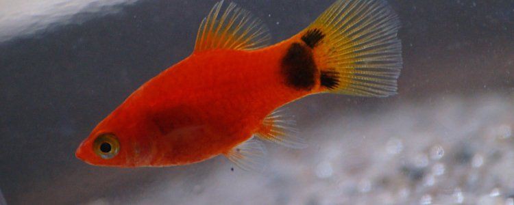 米奇魚生小魚要警惕了，米奇魚多久繁殖一次